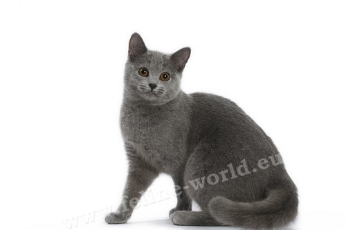 CHARTREUX_5 (RACE)